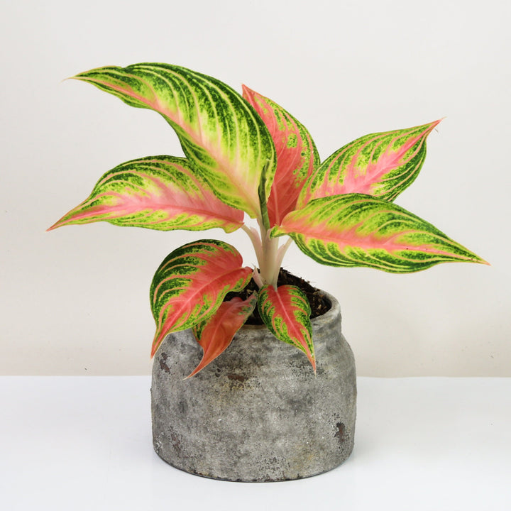 Aglaonema Eyecatcher Foliage Dreams