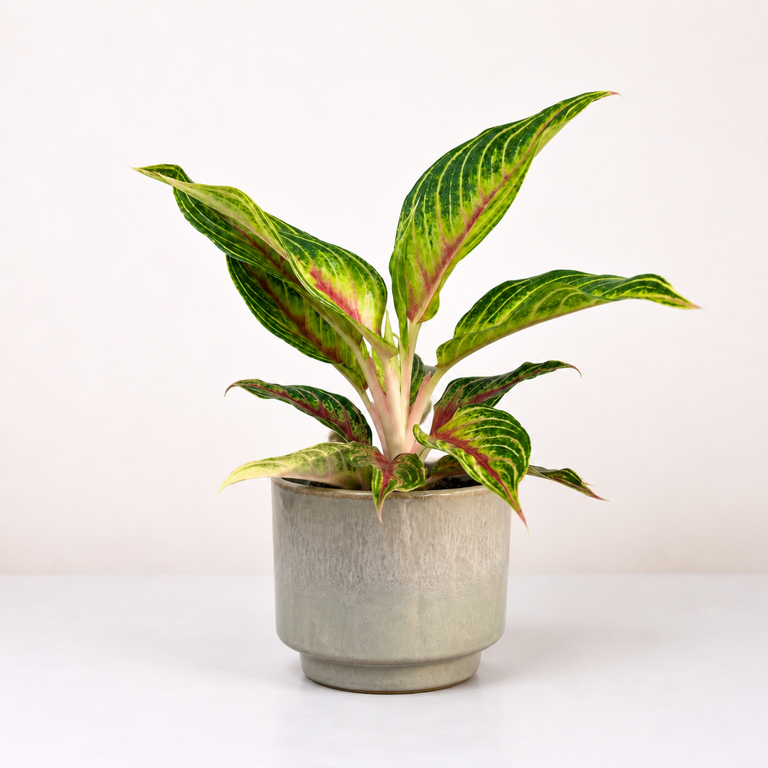 Aglaonema Eyecatcher Red Foliage Dreams