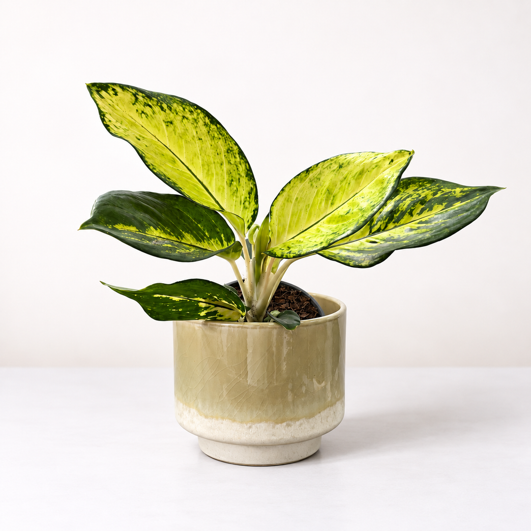 Aglaonema Gold Foliage Dreams