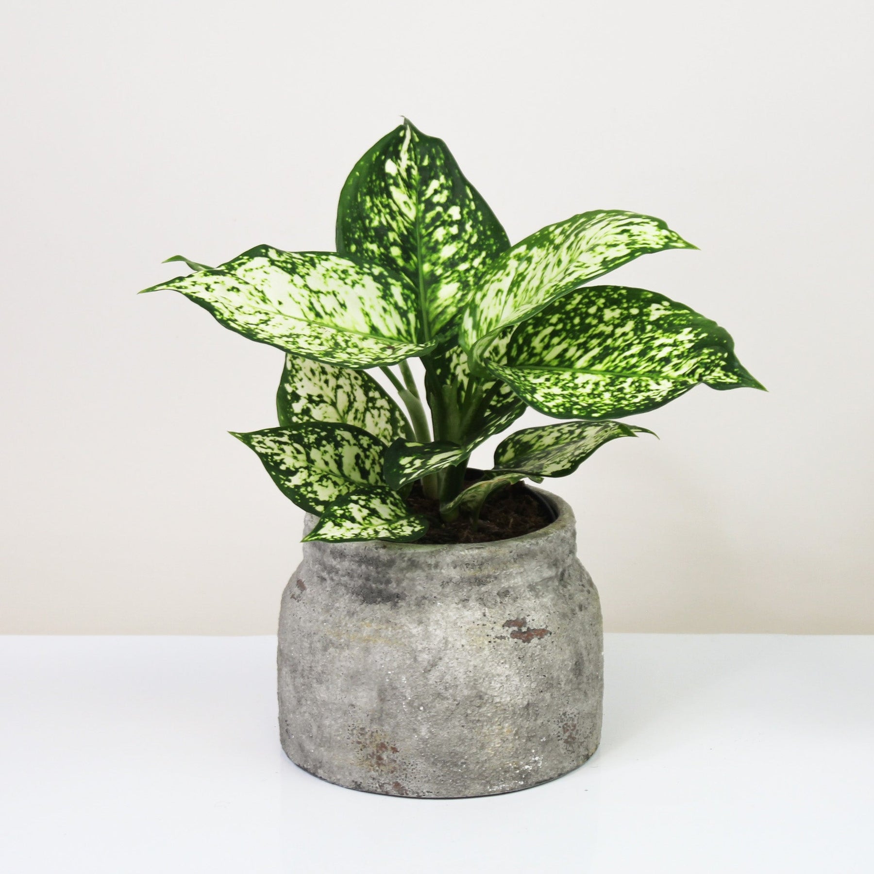 aglaonema ivory Aglaonema Ivory Shade – Foliage Dreams