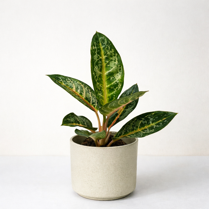 Aglaonema Orange Flame Foliage Dreams