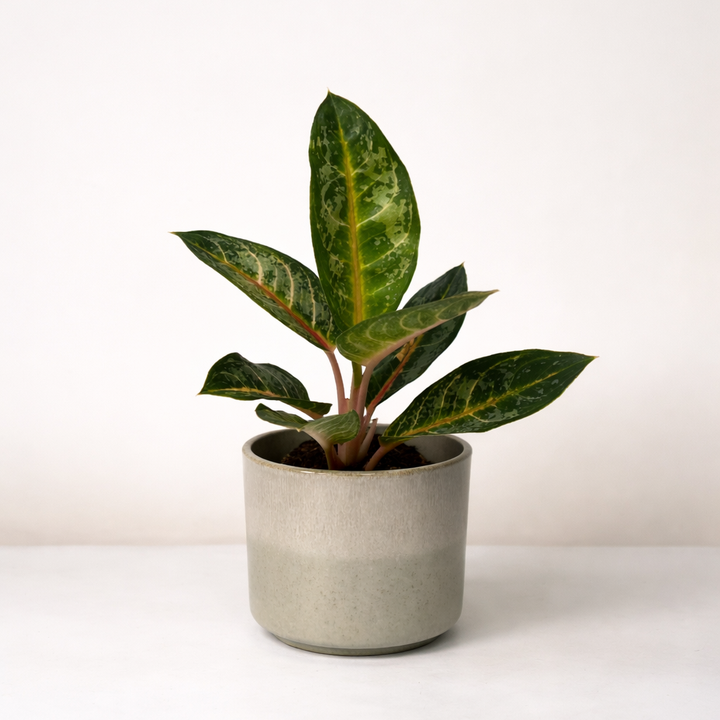 Aglaonema Orange Flame Foliage Dreams