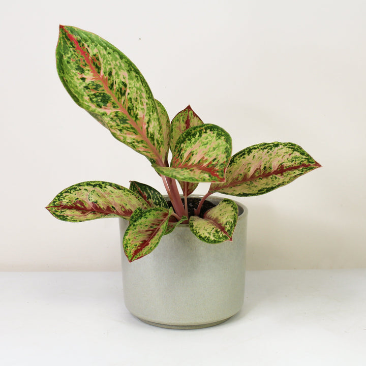 Aglaonema Painted Celebration Foliage Dreams