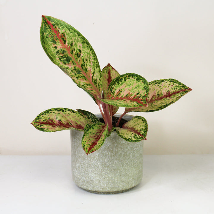 Aglaonema Painted Celebration Foliage Dreams
