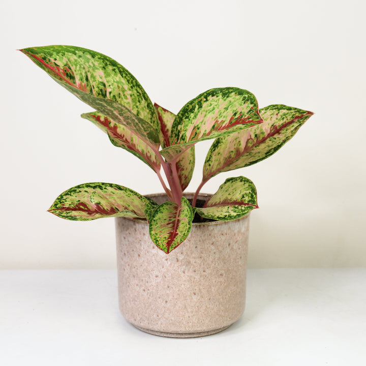 Aglaonema Painted Celebration Foliage Dreams