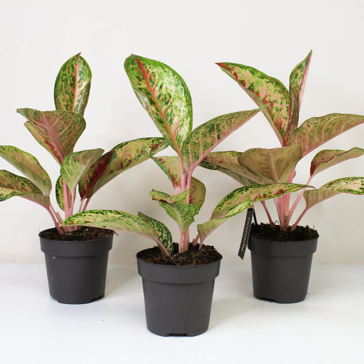 Aglaonema Painted Celebration Foliage Dreams