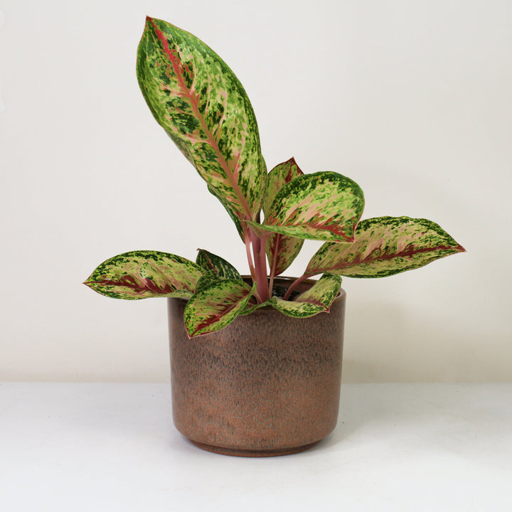 Aglaonema Painted Celebration Foliage Dreams