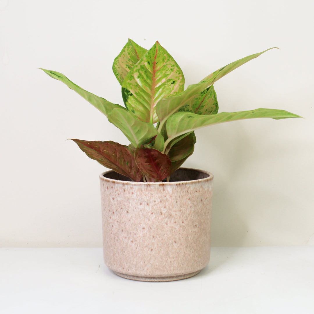 Aglaonema Pastella Foliage Dreams