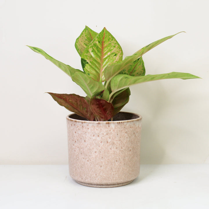Aglaonema Pastella Foliage Dreams