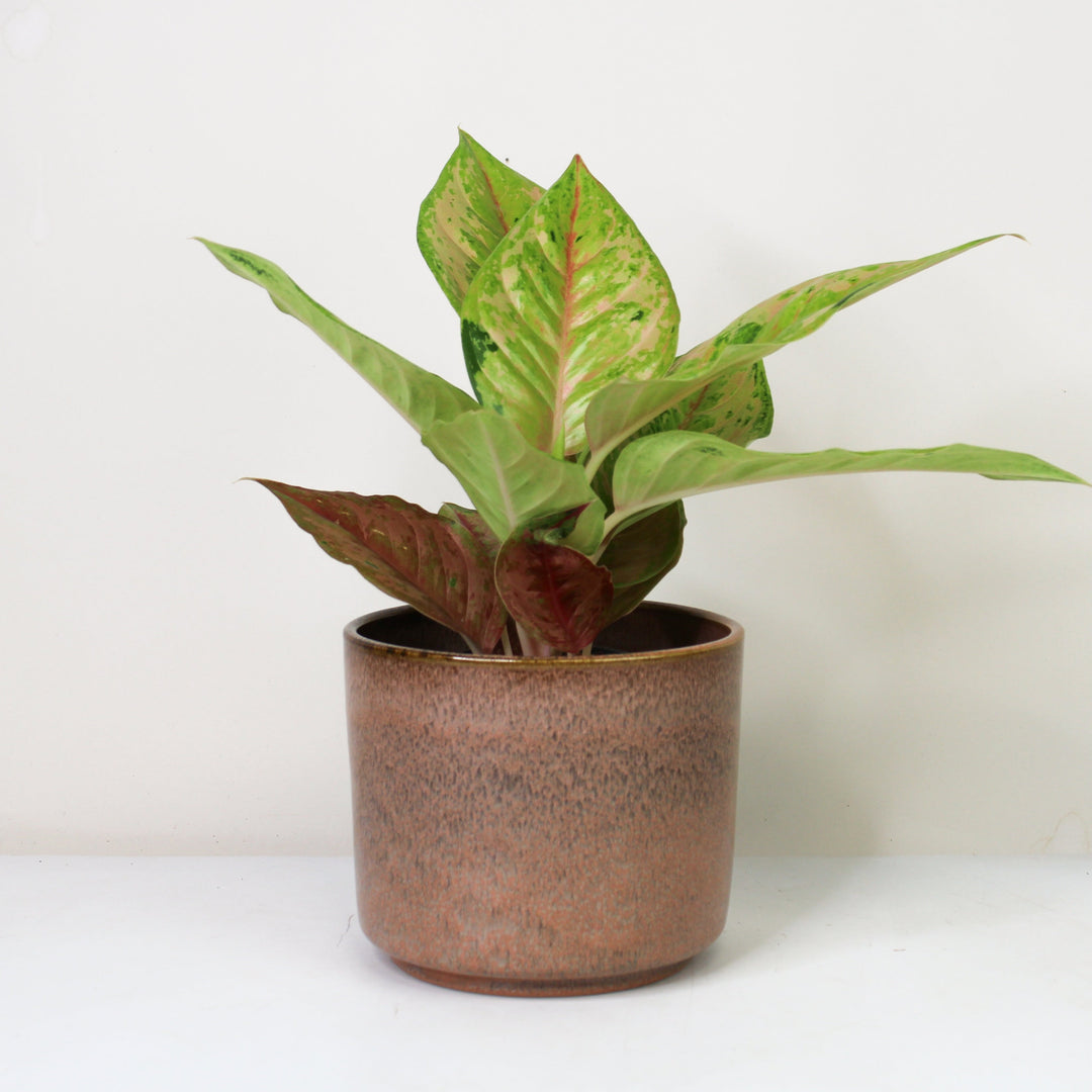 Aglaonema Pastella Foliage Dreams