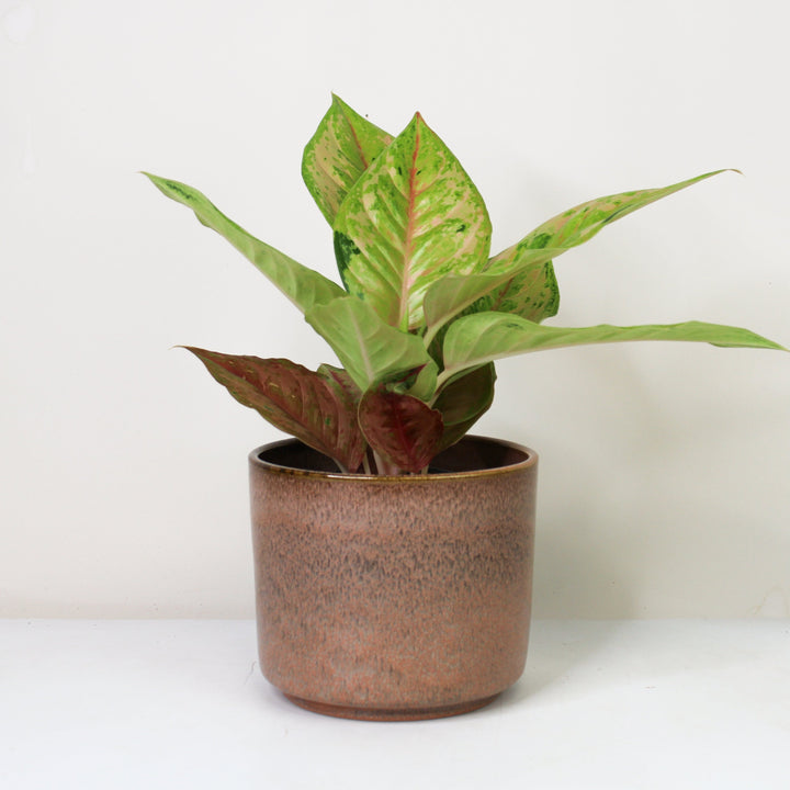 Aglaonema Pastella Foliage Dreams