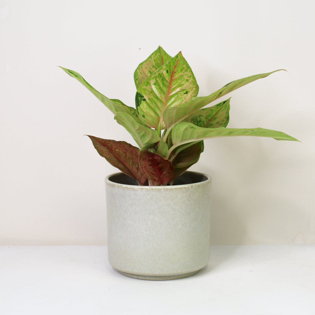 Aglaonema Pastella Foliage Dreams