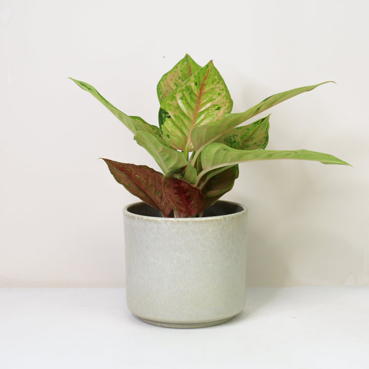 Aglaonema Pastella Foliage Dreams