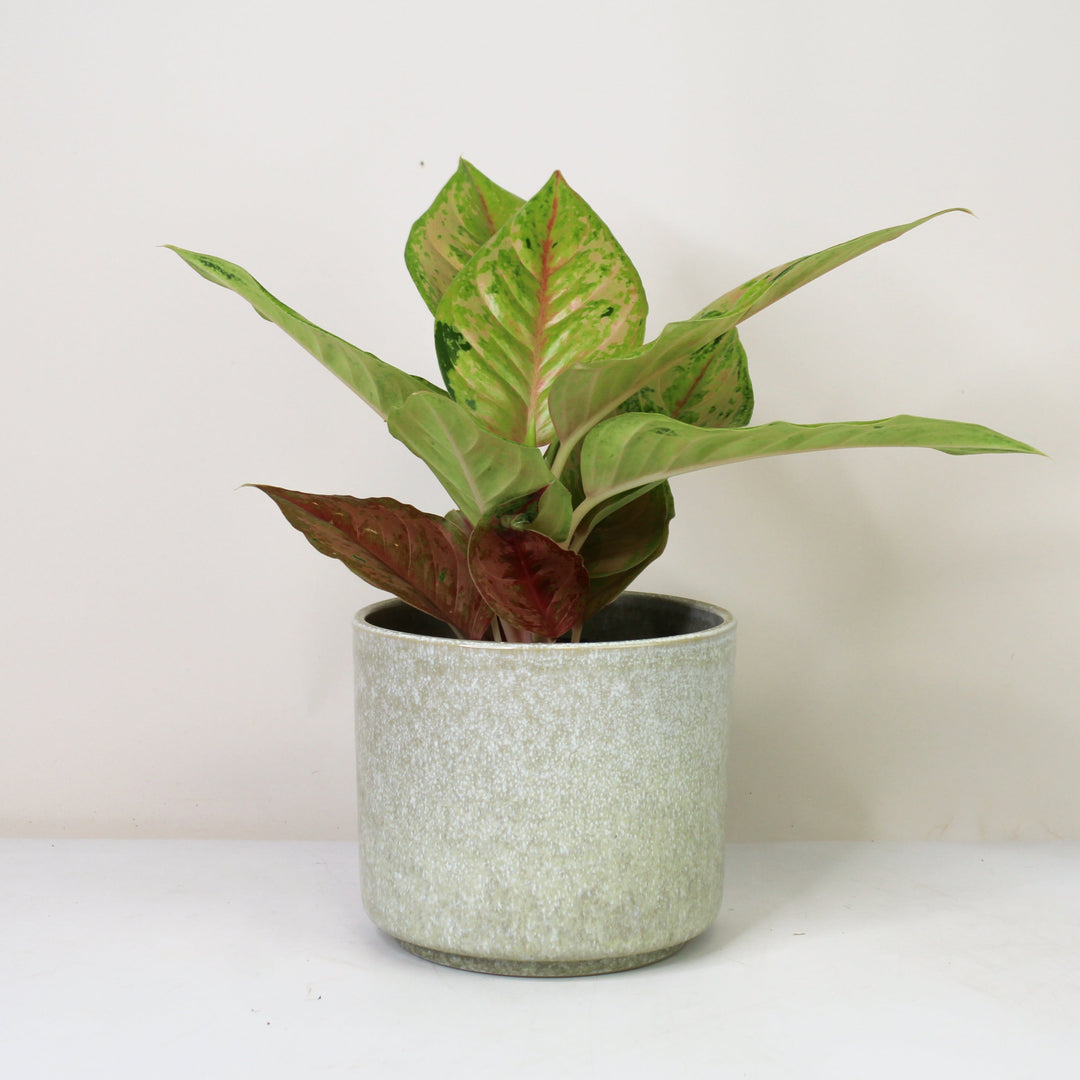 Aglaonema Pastella Foliage Dreams