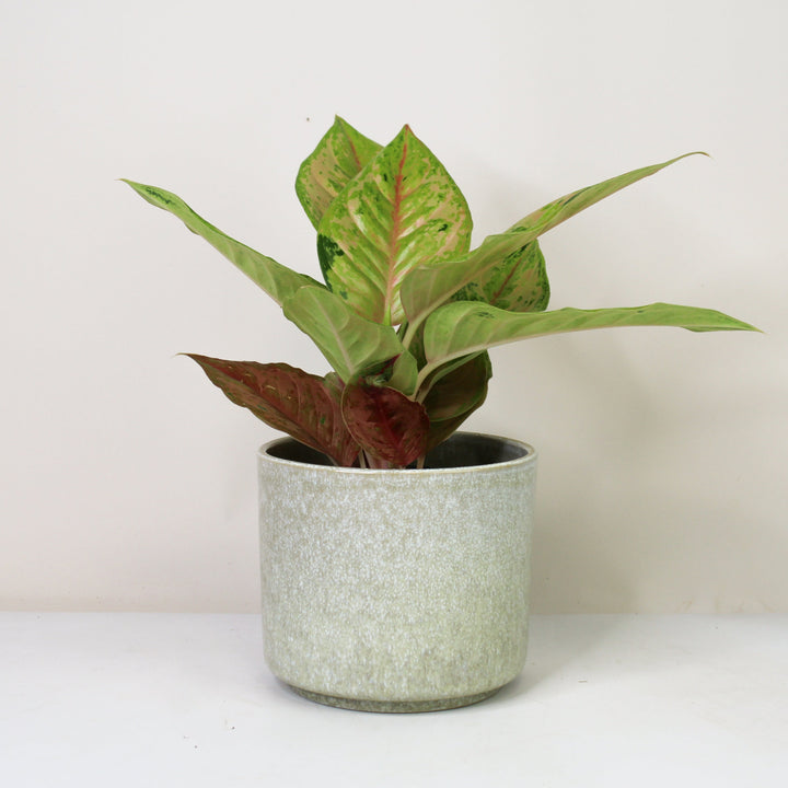 Aglaonema Pastella Foliage Dreams