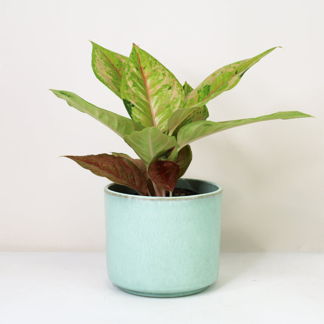Aglaonema Pastella Foliage Dreams
