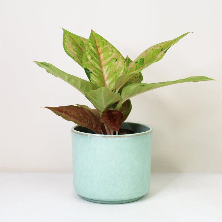 Aglaonema Pastella Foliage Dreams