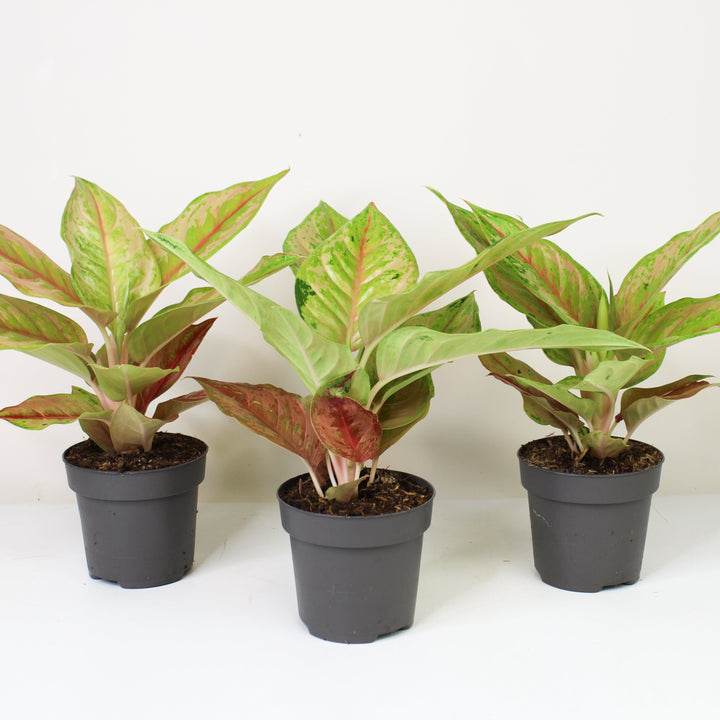 Aglaonema Pastella Foliage Dreams