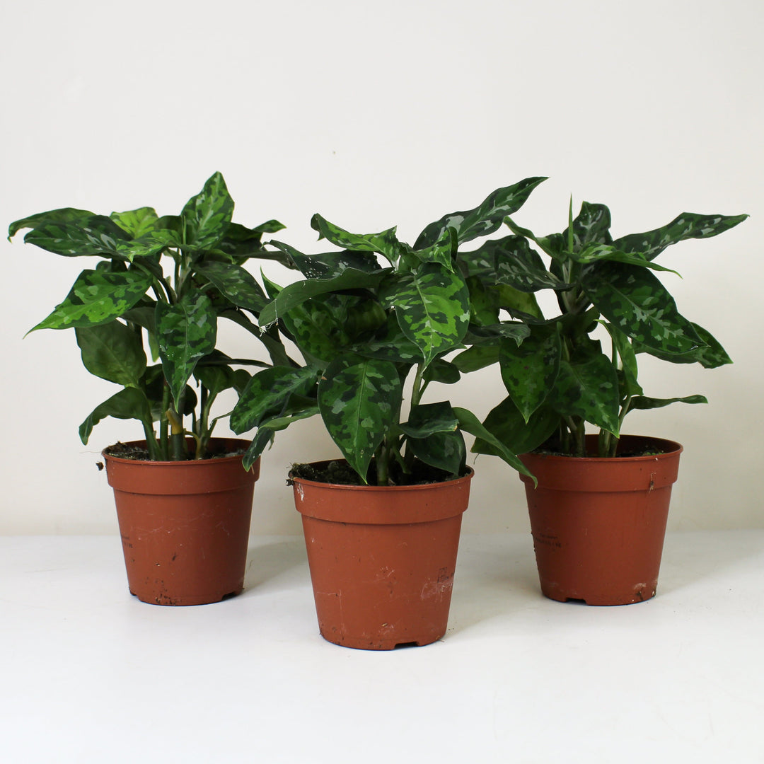 Aglaonema Pictum Tricolor Foliage Dreams