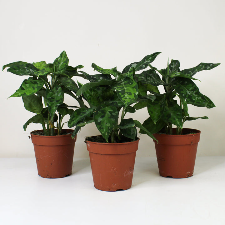 Aglaonema Pictum Tricolor Foliage Dreams