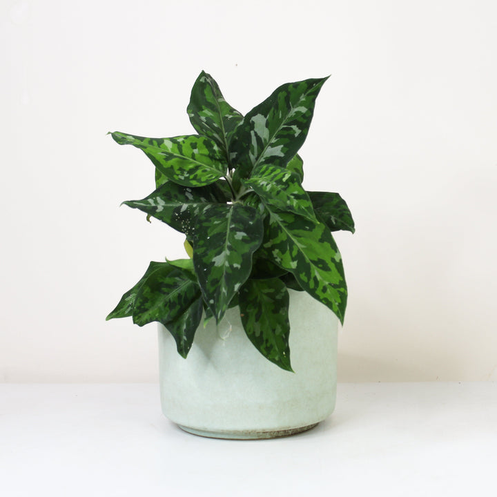 Aglaonema Pictum Tricolor Foliage Dreams