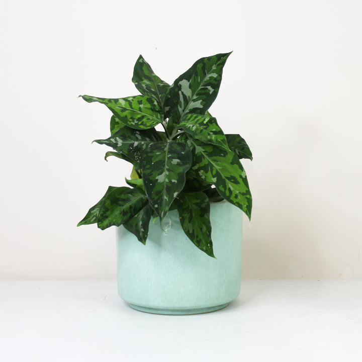 Aglaonema Pictum Tricolor Foliage Dreams