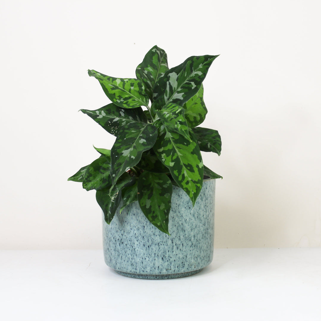 Aglaonema Pictum Tricolor Foliage Dreams