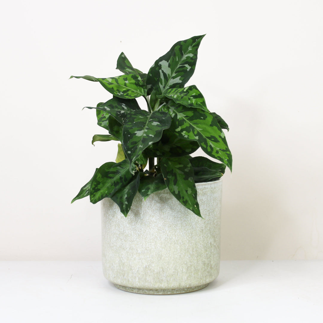 Aglaonema Pictum Tricolor Foliage Dreams
