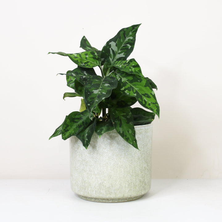 Aglaonema Pictum Tricolor Foliage Dreams