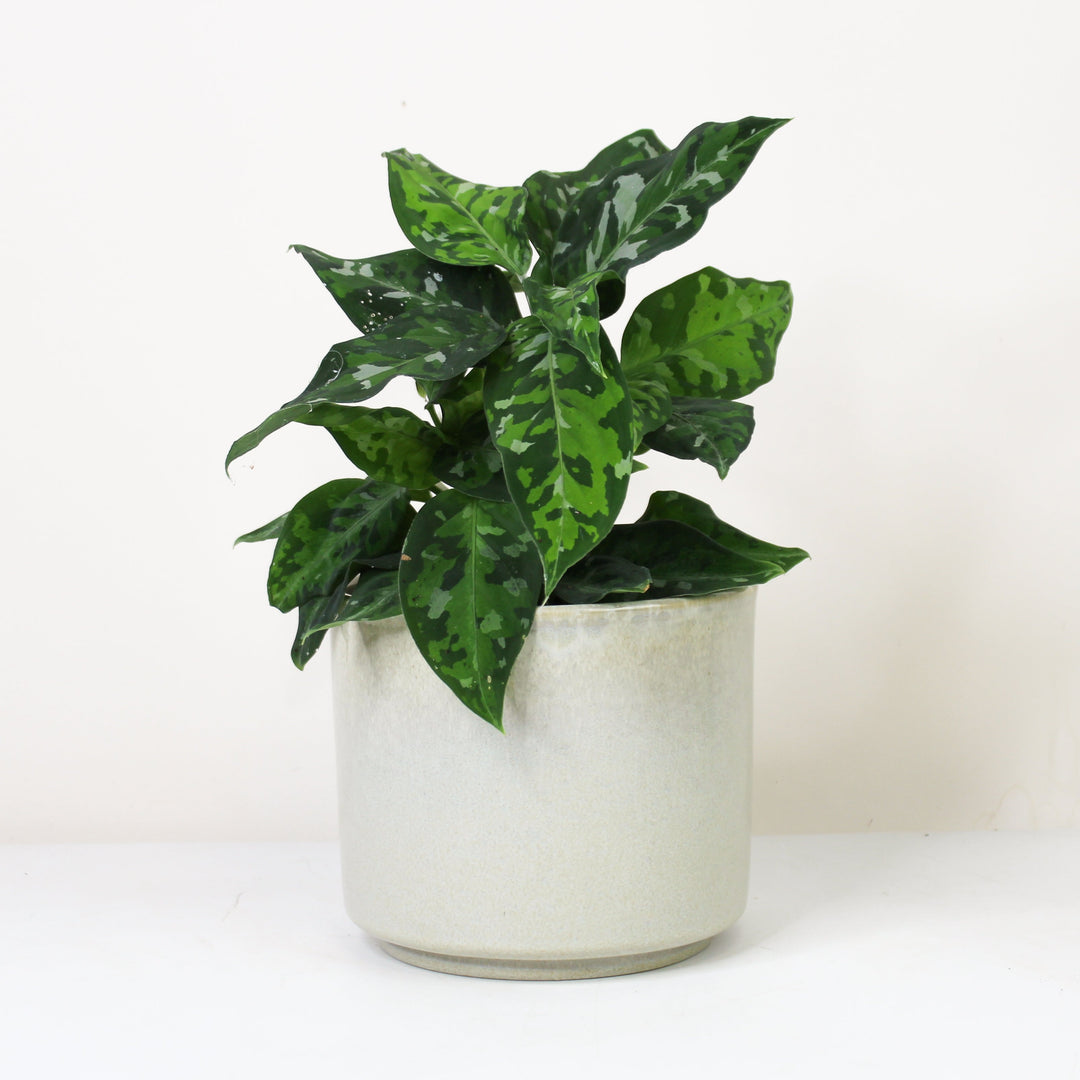Aglaonema Pictum Tricolor Foliage Dreams