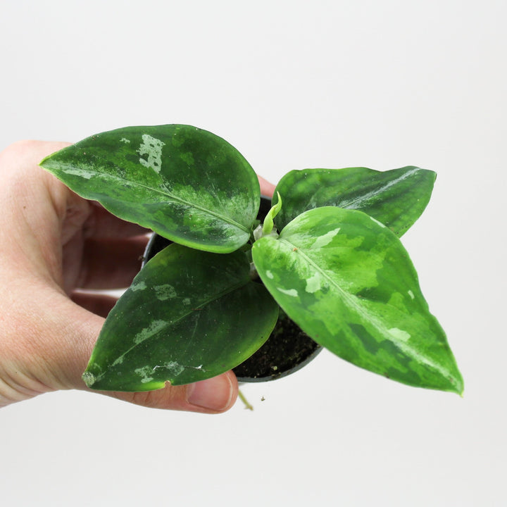 Aglaonema Pictus Tricolor - Babypflanze Foliage Dreams