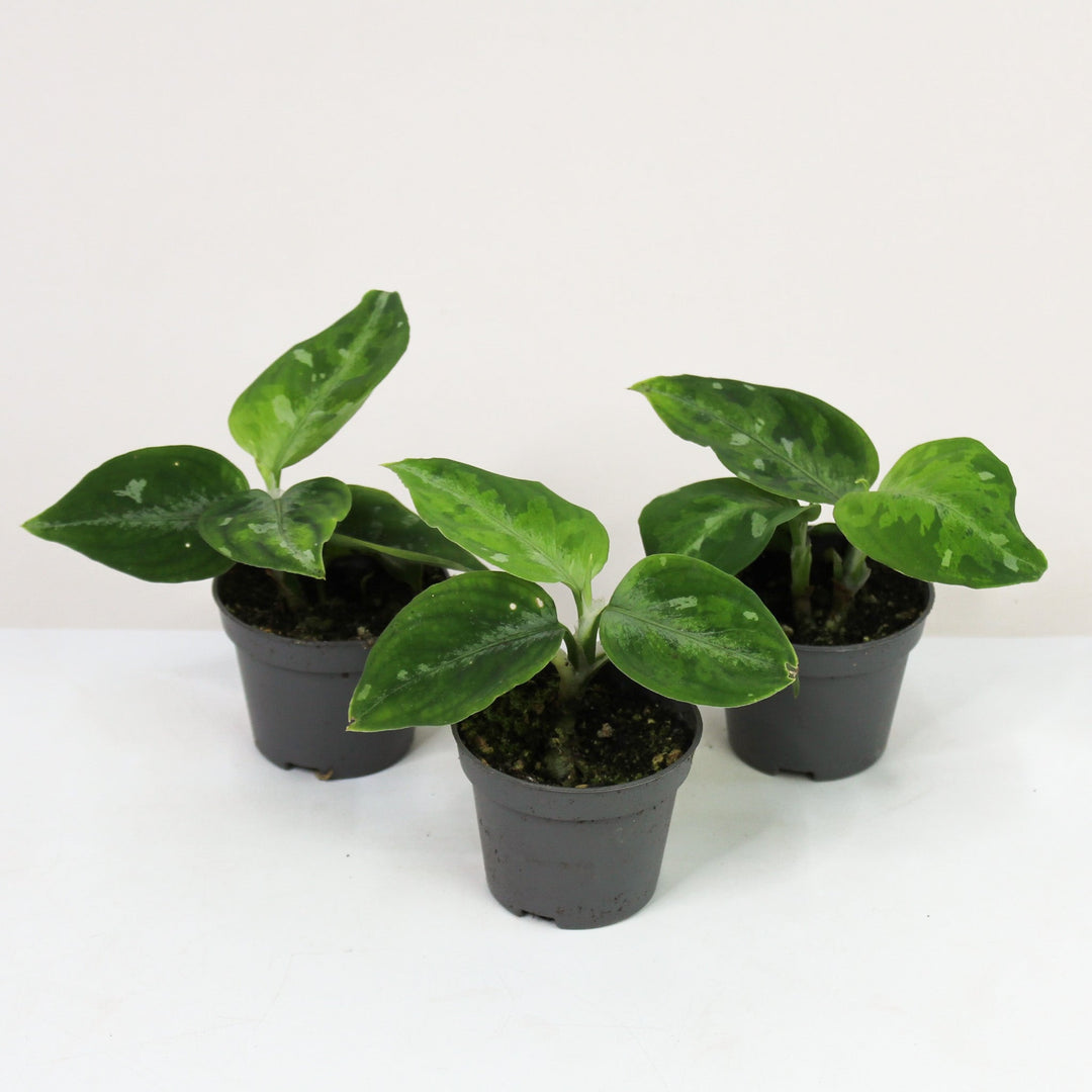 Aglaonema Pictus Tricolor - Babypflanze Foliage Dreams