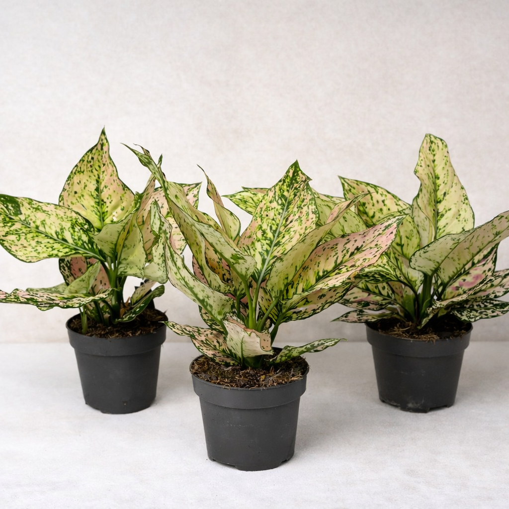 Aglaonema Pink Buttercup Foliage Dreams