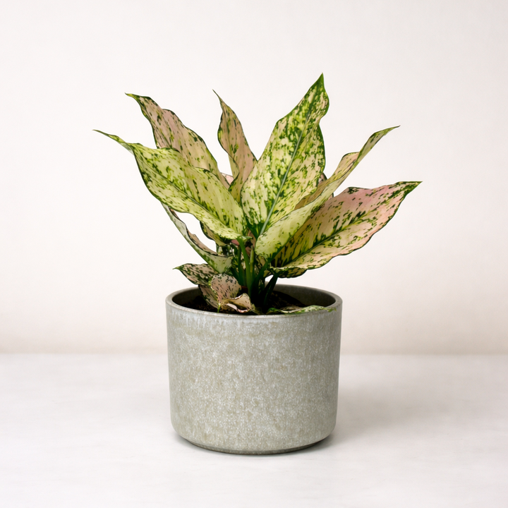 Aglaonema Pink Buttercup Foliage Dreams