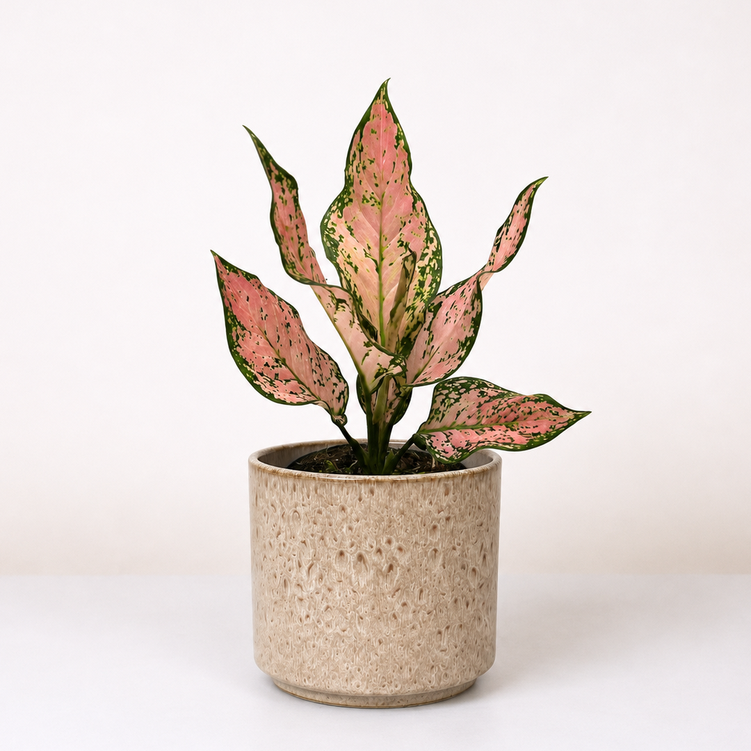 Aglaonema Pink Dolphin Foliage Dreams