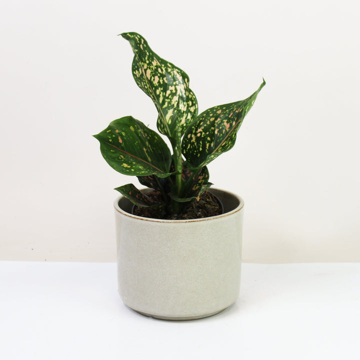 Aglaonema Pink Leopard Foliage Dreams