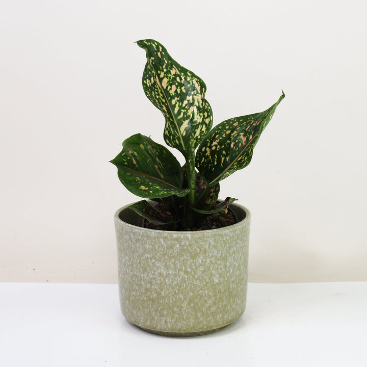 Aglaonema Pink Leopard Foliage Dreams