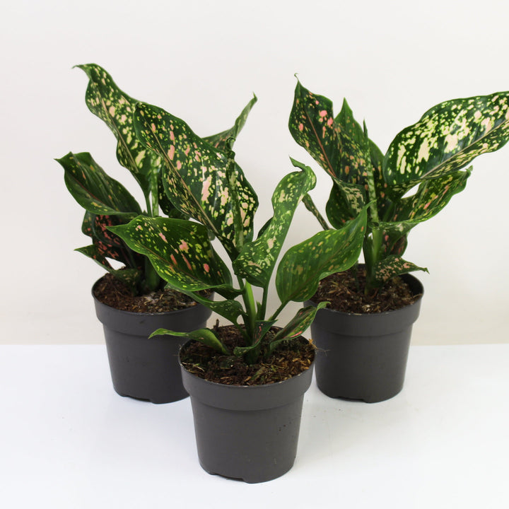 Aglaonema Pink Leopard Foliage Dreams