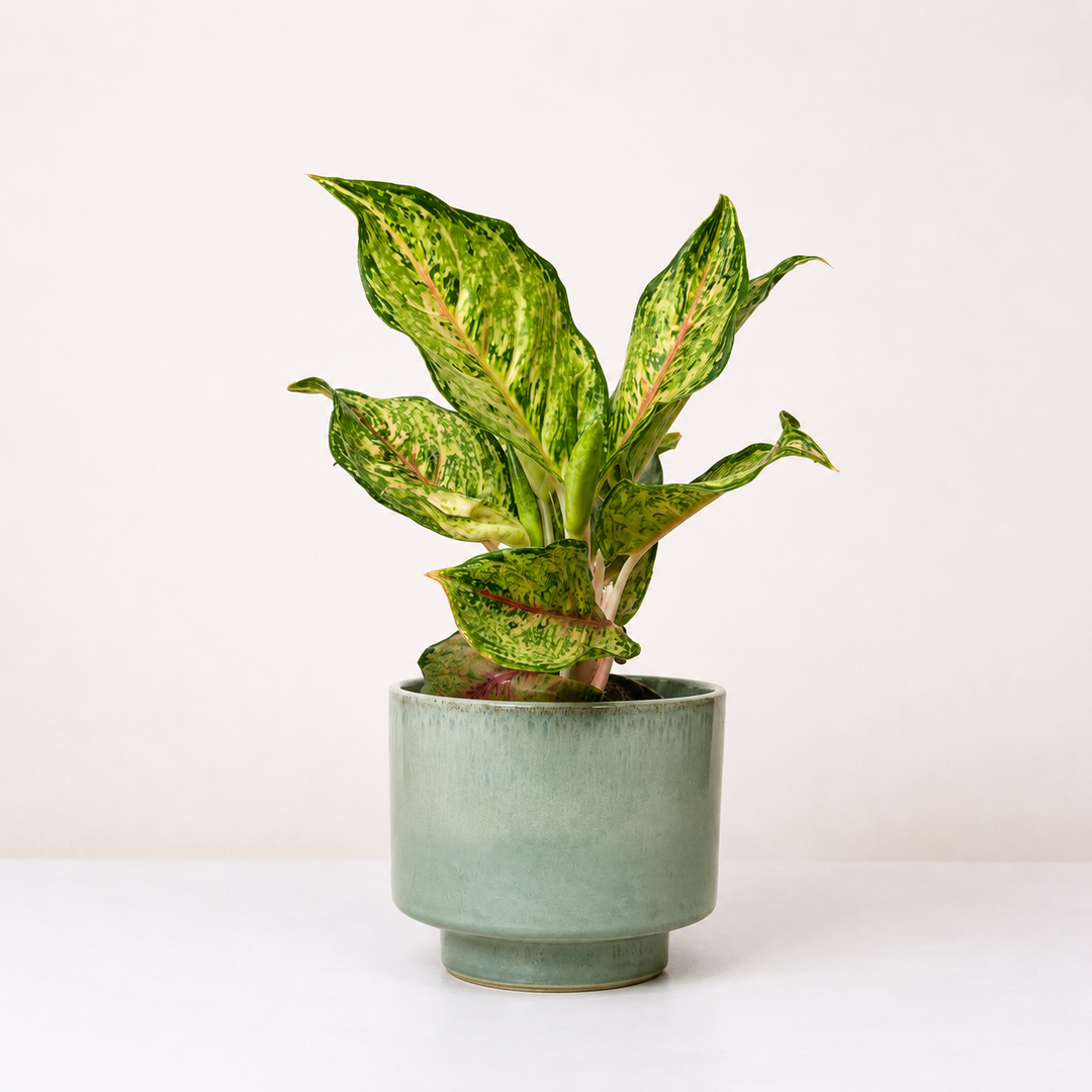 Aglaonema Pistachio Pink Foliage Dreams