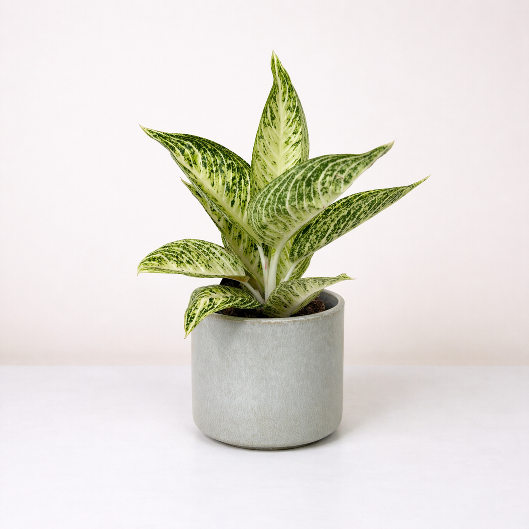 Aglaonema Polar Springtime Foliage Dreams