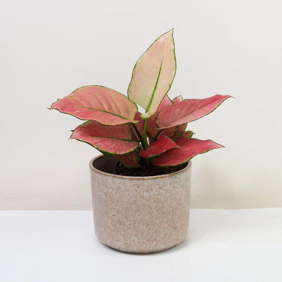 Aglaonema Raspberry Love Foliage Dreams