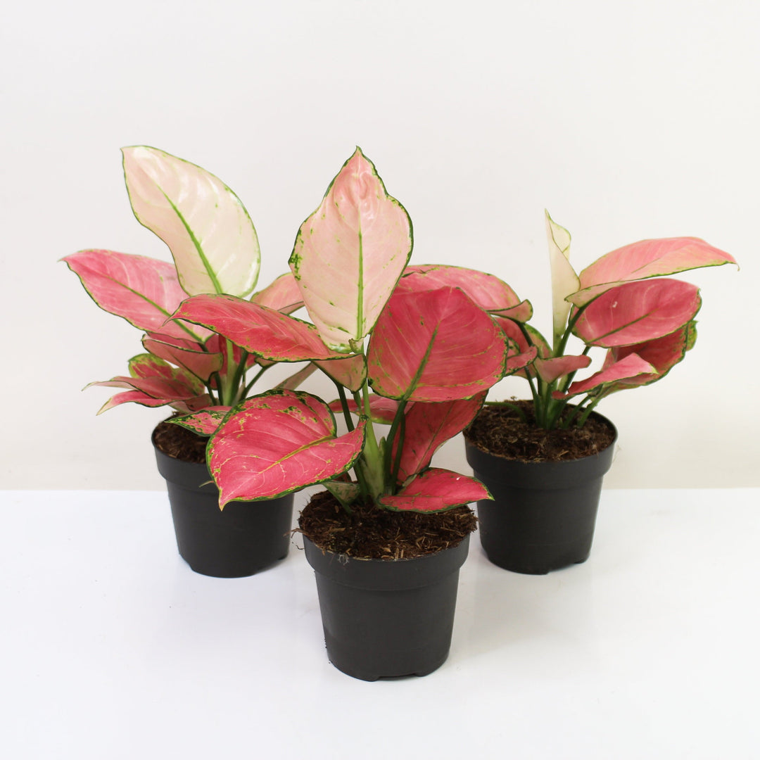 Aglaonema Raspberry Love Foliage Dreams