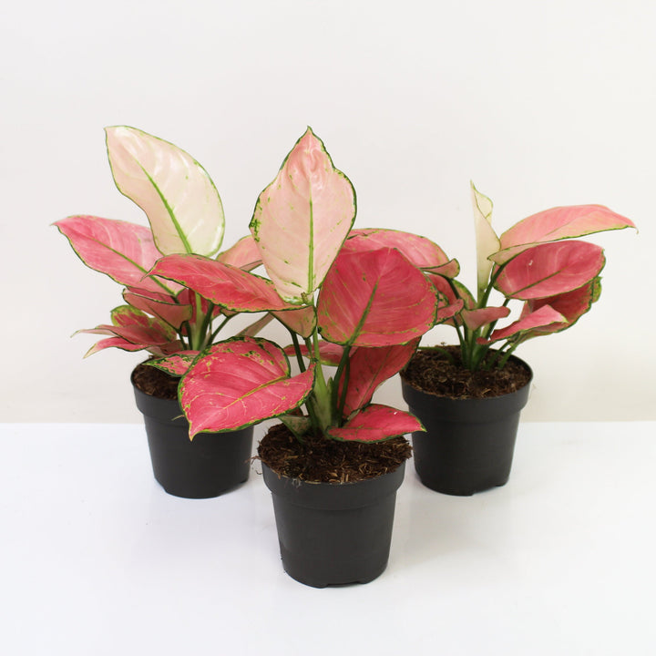 Aglaonema Raspberry Love Foliage Dreams