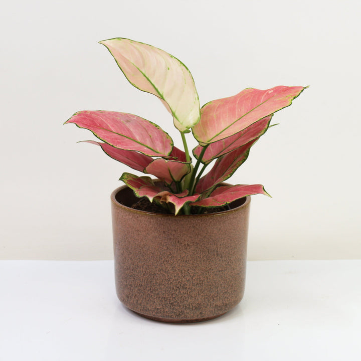 Aglaonema Raspberry Love Foliage Dreams