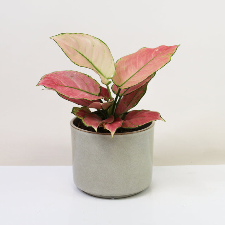 Aglaonema Raspberry Love Foliage Dreams
