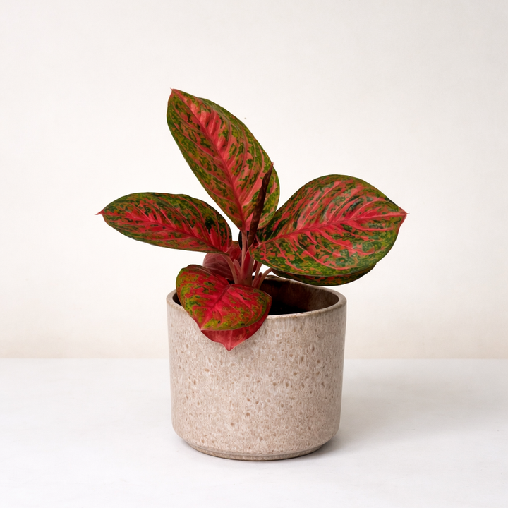 Aglaonema Red Balloon Foliage Dreams