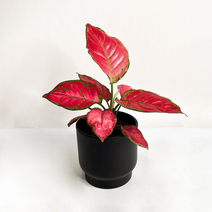 Aglaonema Red Joy Foliage Dreams