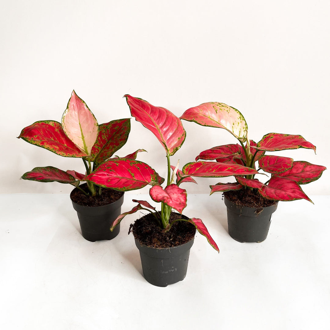 Aglaonema Red Joy Foliage Dreams