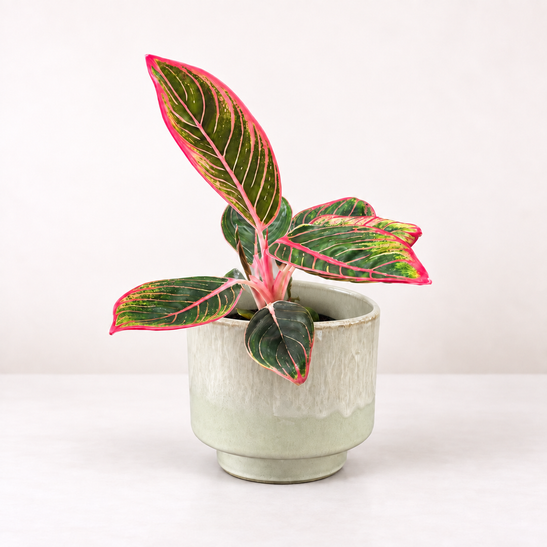 Aglaonema Red Lip Foliage Dreams