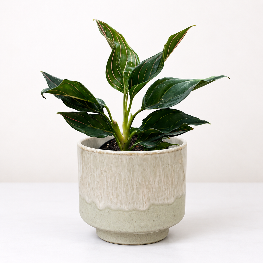 Aglaonema Red Vein M Foliage Dreams